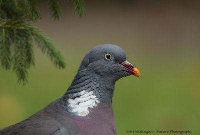 Columba palumbus / Houtduif / Wood pigeon