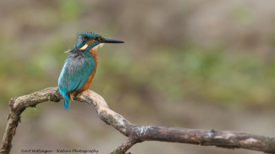 Alcedo atthis / IJsvogel / Kingfisher