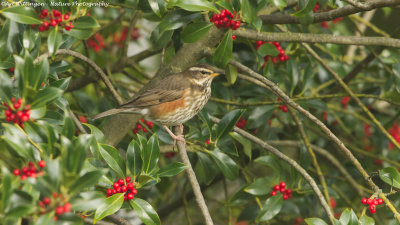 Turdus iliacus / Koperwiek / Redwing