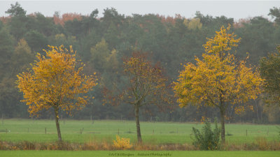 Herfst / Autumn