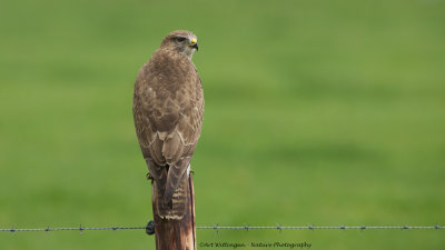 Buteo buteo / Buizerd / Common buzzard