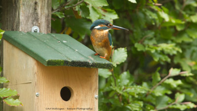 Alcedo atthis / IJsvogel / Kingfisher