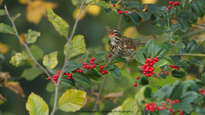 Turdus iliacus / Koperwiek / Redwing