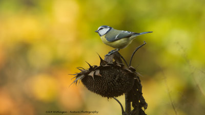 Cyanistes caeruleus / Pimpelmees / Blue Tit