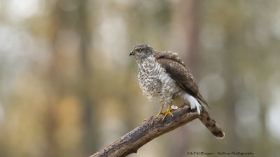 Accipiter nisus / Sperwer / Eurasian Sparrowhawk