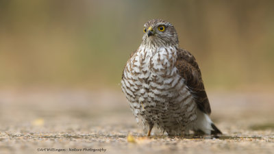 Accipiter nisus / Sperwer / Eurasian Sparrowhawk