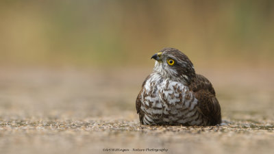 Accipiter nisus / Sperwer / Eurasian Sparrowhawk