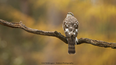 Accipiter nisus / Sperwer / Eurasian Sparrowhawk