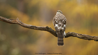 Accipiter nisus / Sperwer / Eurasian Sparrowhawk