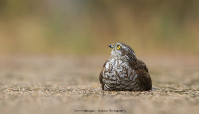 Accipiter nisus / Sperwer / Eurasian Sparrowhawk