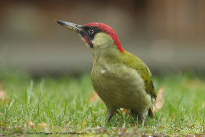 Picus Virdis / Groene Specht / Green Woodpecker