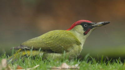 Picus Virdis / Groene Specht / Green Woodpecker