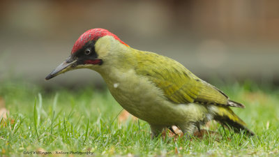 Picus Virdis / Groene Specht / Green Woodpecker