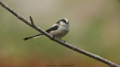 Staartmees / Long-tailed Tit