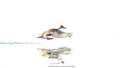 Anas Platyrhynchos / Wilde Eend / Mallard