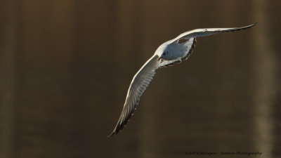 Chroicocephalus ridibundus / Kokmeeuw / Black headed Gull