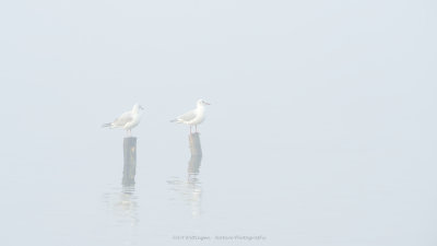 Chroicocephalus ridibundus / Kokmeeuw / Black headed Gull