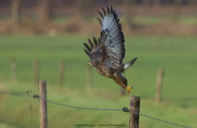 Buteo buteo / Buizerd / Common buzzard