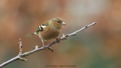 Fringilla coelebs / Vink / Common Chaffinch