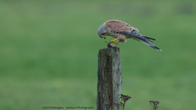 Falco Tinnunculus / Torenvalk / Kestrel