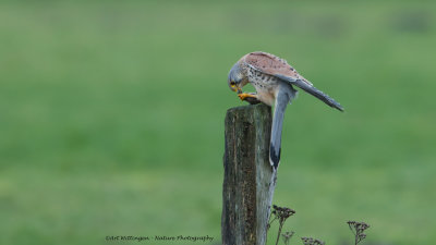 Falco Tinnunculus / Torenvalk / Kestrel