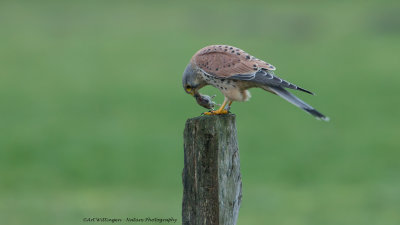 Falco Tinnunculus / Torenvalk / Kestrel