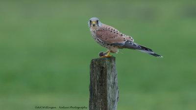 Falco Tinnunculus / Torenvalk / Kestrel