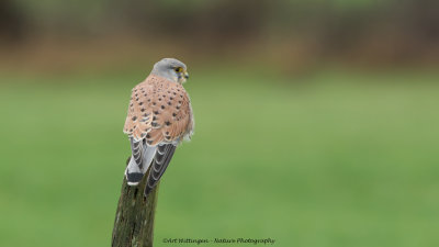 Falco Tinnunculus / Torenvalk / Kestrel