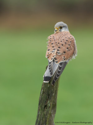 Falco Tinnunculus / Torenvalk / Kestrel