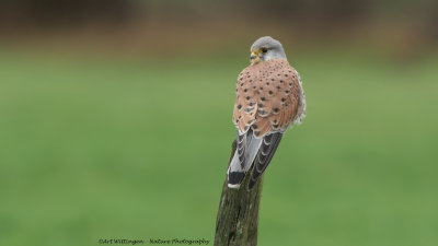 Falco Tinnunculus / Torenvalk / Kestrel