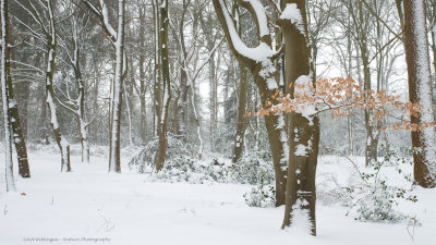 _MG_8004 Helmerbos sneeuw.jpg