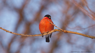 Pyrrhula pyrrhula / Goudvink / Eurasian bullfinch