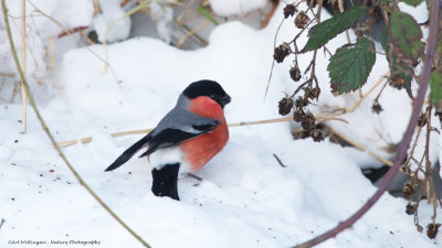 Pyrrhula pyrrhula / Goudvink / Eurasian bullfinch