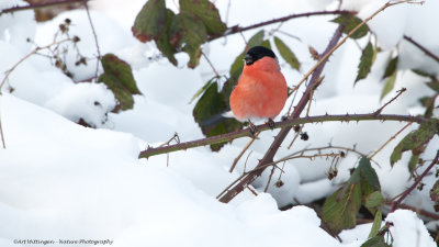 Pyrrhula pyrrhula / Goudvink / Eurasian bullfinch