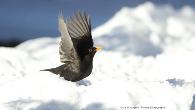 Turdus Merula / Merel / Common Blackbird