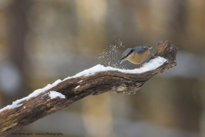 Sitta europaea / Boomklever / Nuthatch