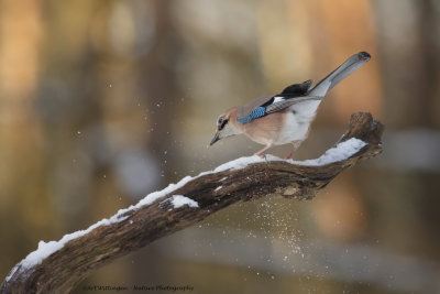 Garrulus Glandarius / Gaai / Eurasian Jay
