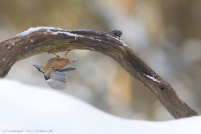 Sitta europaea / Boomklever / Nuthatch
