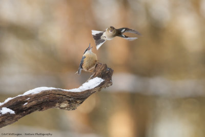 Sitta europaea / Boomklever / Nuthatch