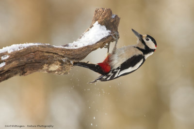 Grote Bonte Specht / Great Spotted Woodpecker