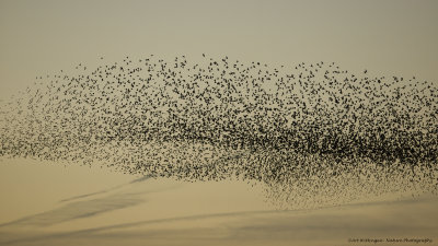 Sturnus vulgaris / Spreeuw / Common Starling