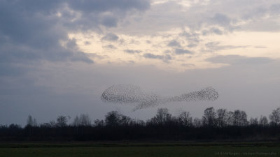 Sturnus vulgaris / Spreeuw / Common Starling