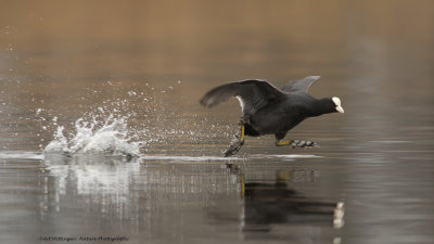 Fulica Atra / Meerkoet / Eurasian Coot