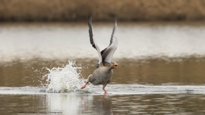 Anser anser / Grauwe gans / Greylag Goose