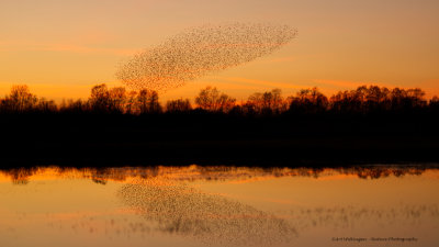 Sturnus vulgaris / Spreeuw / Common Starling