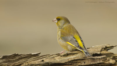 Chloris chloris / Groenling / European Greenfinch