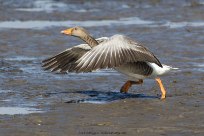 Anser anser / Grauwe gans / Greylag Goose