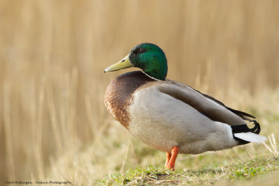 Anas Platyrhynchos / Wilde Eend / Mallard