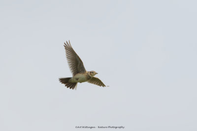 Alauda arvensis / Veldleeuwerik / Eurasian Skylark
