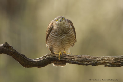 Accipiter nisus / Sperwer / Eurasian Sparrowhawk